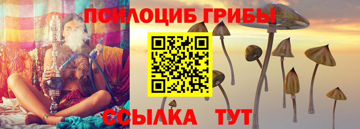Галлюциногенные грибы Psilocybine cubensis Новокубанск